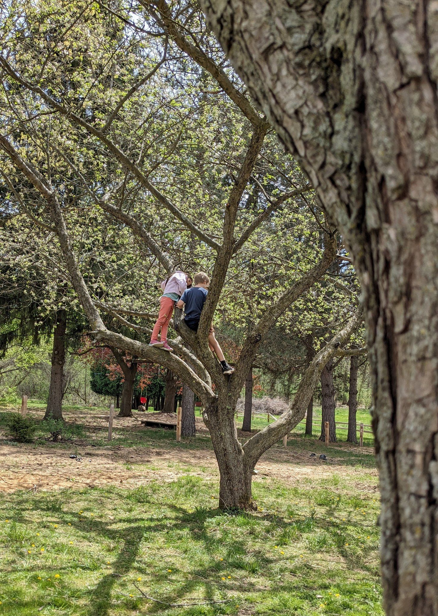 kids climbing tree