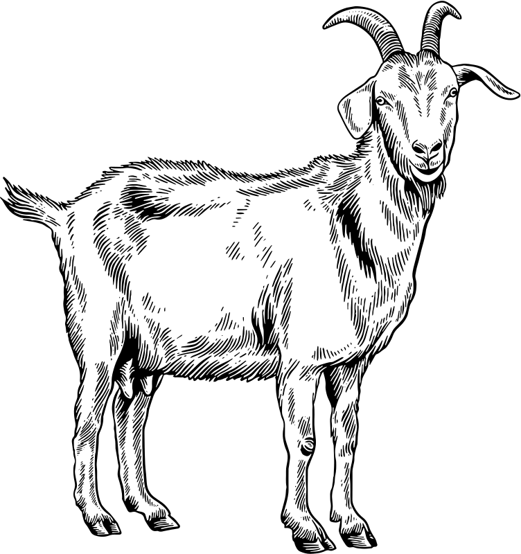 goat line drawing